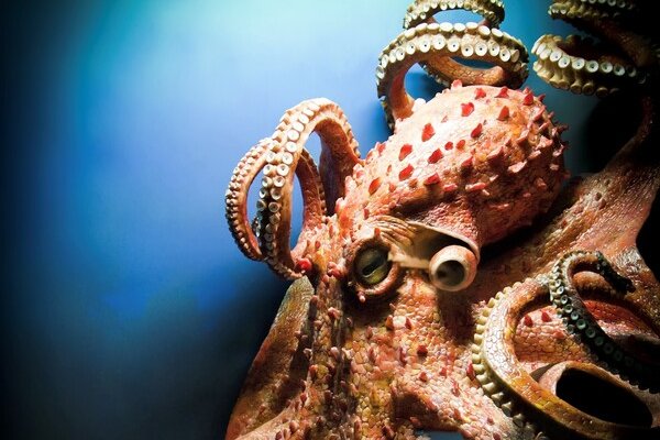 Тор kraken